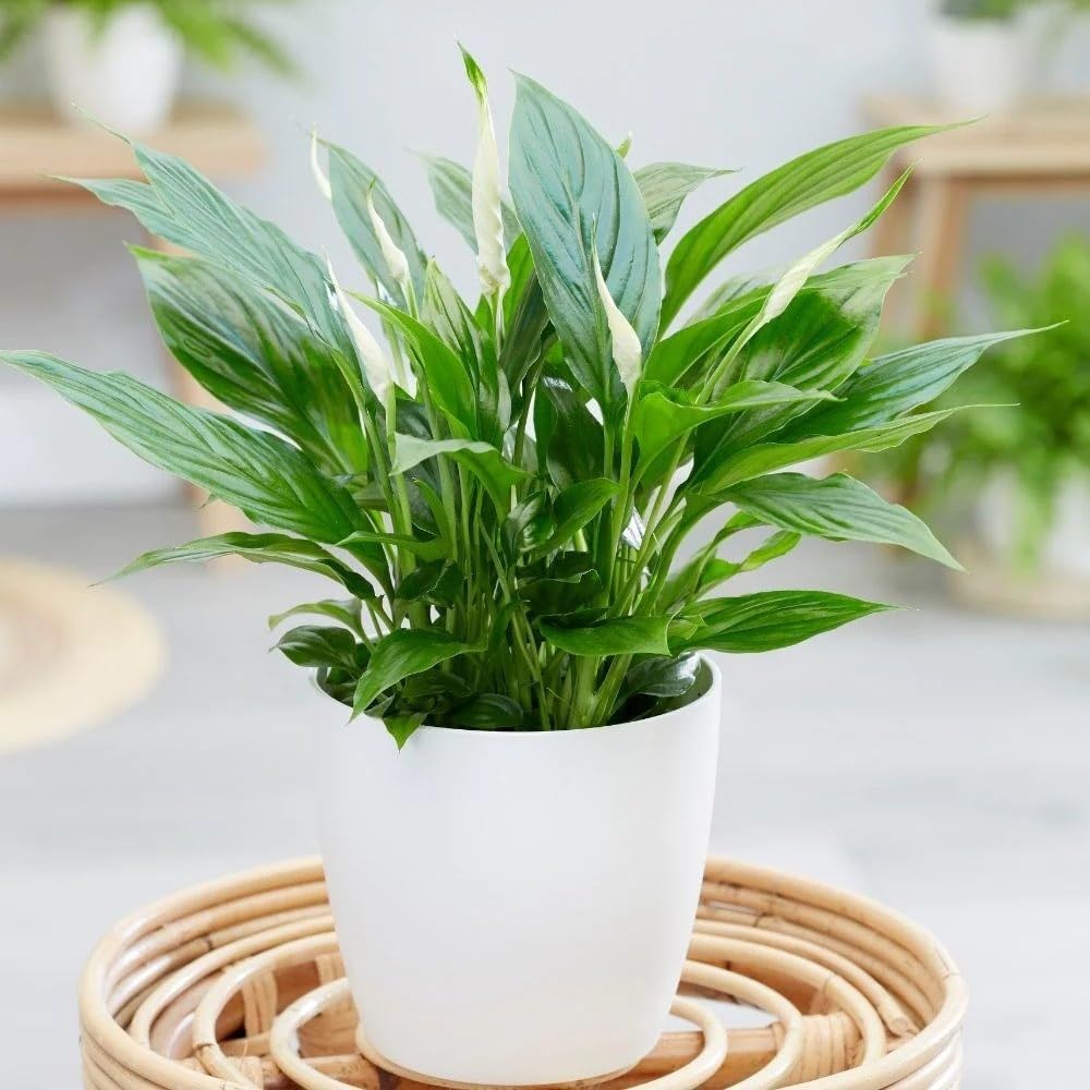 30cm Spathiphyllum wallisii Bellini Peace Lilly Plant Houseplant 13cm Pot