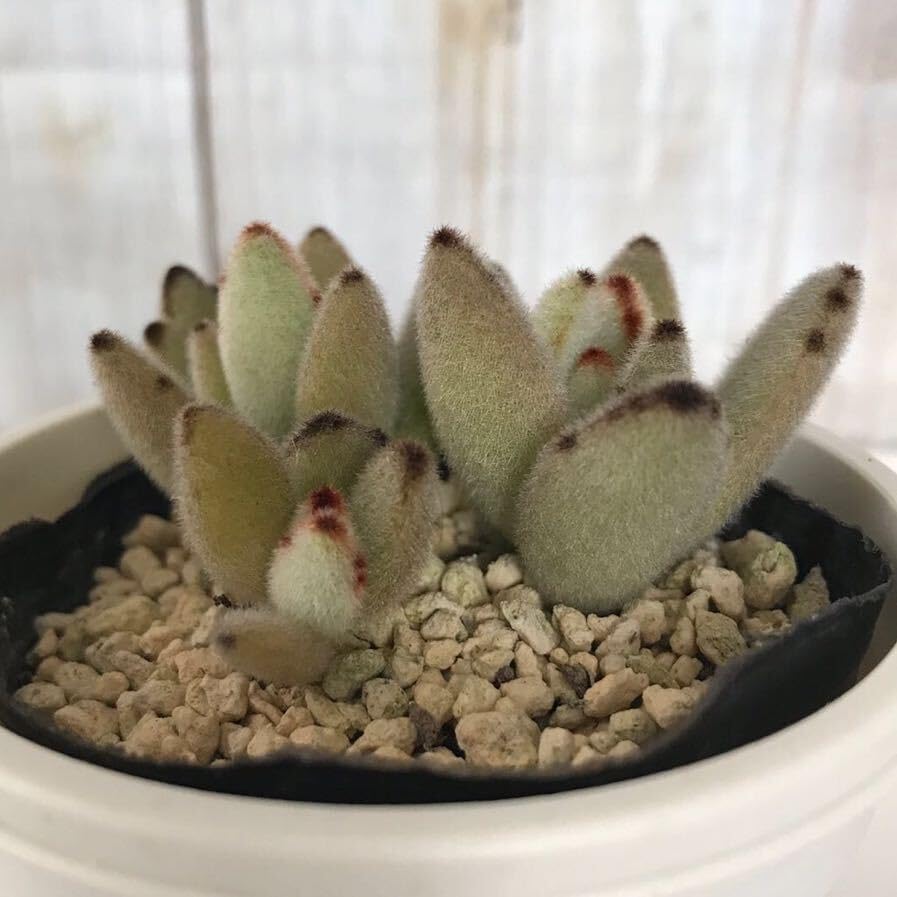 Amazon.co.jp: 多肉植物 月兎耳 カランコエ 抜き苗 根付き : おもちゃ