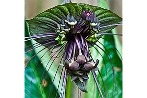 2 Black Bat Flower Live Plants, Tacca Chantrieri Plants
