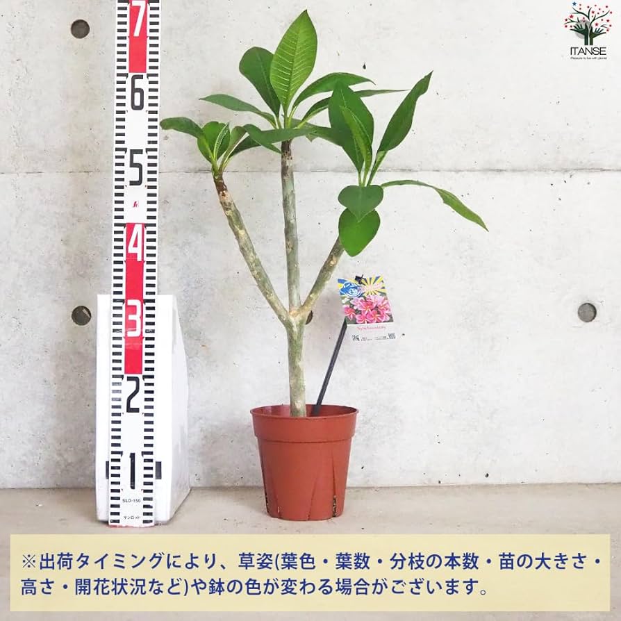 プルメリア枝苗 Amazon.co.jp: ITANSE プルメリア苗木 品種