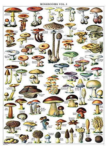 Palace Learning Vintage Mushroom Poster Print - Mycology & Fungi Botanical Identification Reference Chart Volume 1 (LAMINATED, 18" x 24")