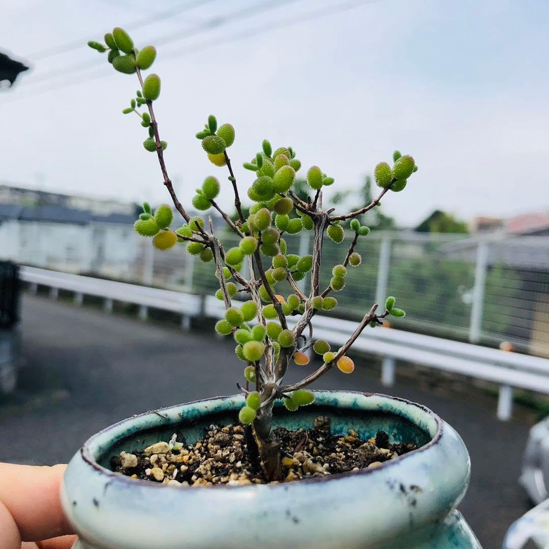 Amazon｜ドロサンテマム グロボーサム 発根済み 多肉植物｜観葉植物