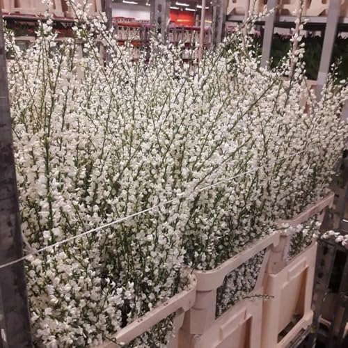 semi di ginestra primaverile, selvatici scopa resistente ornamentali decorazione di recisi, rampicanti resistenti rare, 60pcs