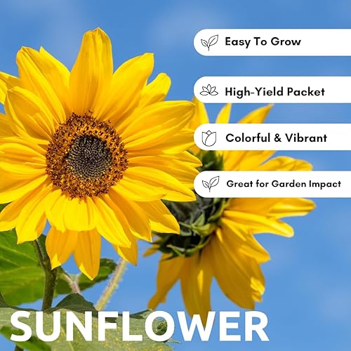 Miniatura 2 de Skyscraper - Semillas de girasol – 20 semillas, variedad gigante rara – Crece de 15 a 20 pies de altura – Girasoles exóticos y altos de jardín –