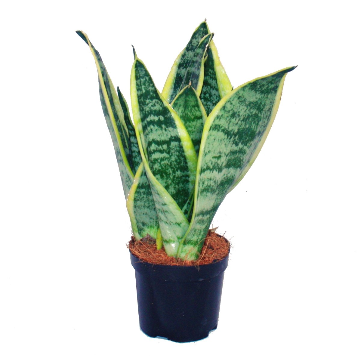 exotenherz - Sansevieria trifasciata - yellow-green bow hemp - 9cm pot