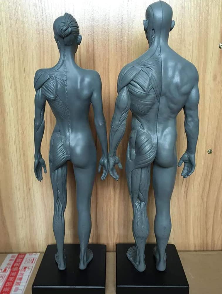 Anatomia del Corpo Umano Figura, Muscolo Maschio Donne Umano Scheletro Modello Anatomico, Anatomico Umano Muscolare Bone Modello, Riferimento per L'artista, 30 cm, 2 Pezzi