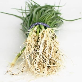 Amazon | タマネギ ソニック 早生 野菜苗 50本 岡山県産 たまねぎ苗 Amazon | タマネギ ソニック 早生 野菜苗 50本 岡山県産 たまねぎ苗