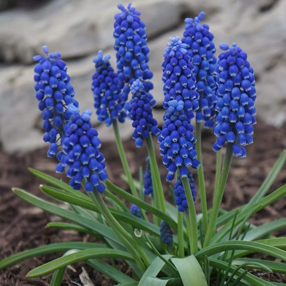 Live Green Muscari Mix Flower Bulbs Multi-Packs (Set of 2 Bulbs)-image-25