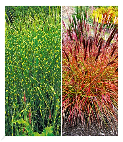 BALDUR-Garten Pflegeleichte Ziergras-Kollektion, 2 Pflanzen 1 Pflanze Zebra-Gras und 1 Pflanze Chinaschilf 'Red Chief'