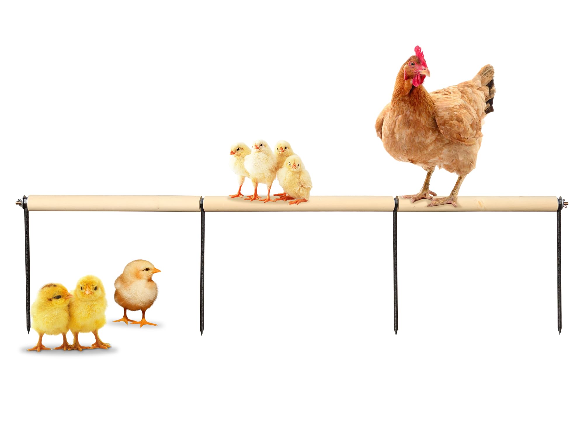 Accesorios de gallinero, percha de madera extra larga con estacas de metal, barras de gallinas en el core, juguetes de enriquecimiento de pollo
