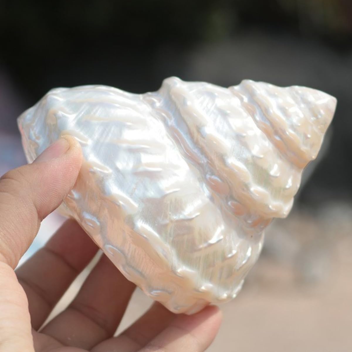 Shell, Naturalne muszle morskie, muszla z pereł oceanicznych o średnicy 6-11 cm(7cm)