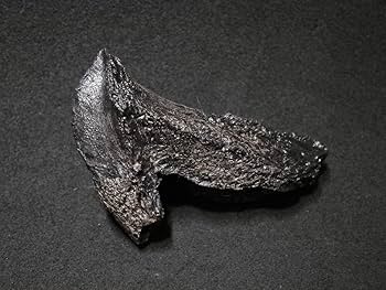 Amazon | SCIENCE Replica Fossil「角竜類 トリケラトプスの歯 化石