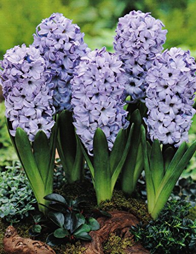 10 Hyazinthen Blue duftend Blumenzwiebeln