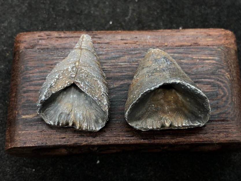 Rare Exquisite Morocco Coral Fossils from the Ice Age