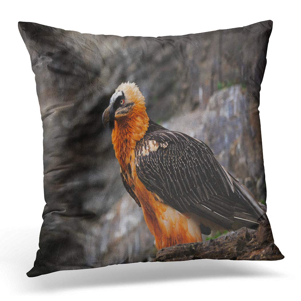 Awowee Color 9 Cushion Cover 40X40cm/16X16inches Bearded Vulture Gypaetus Barbatus Detail Portrait Of Rare Mountain Home Decor Throw Pillow Cover Square Pillowcase For Bed Sofa