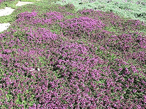 Red Supply Solution Creeping Thyme 100 Seeds - Thymus Serpyllum, Elfin Thyme Herb Flower, Fragrant Ground Cover Seeds, Perennial Non Gmo Heirloom Seeds, Groundcover Seeds For Planting #TOP5