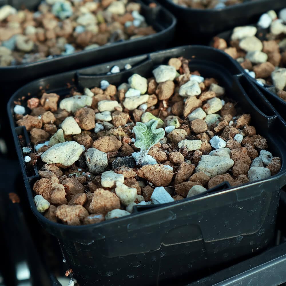 39】多肉植物 塊根植物 エリオスペルマム・チタノプソイデス