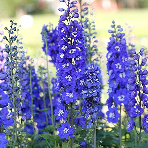 Sky Blue Delphinium Tall Seeds 30+ Seeds for Planting