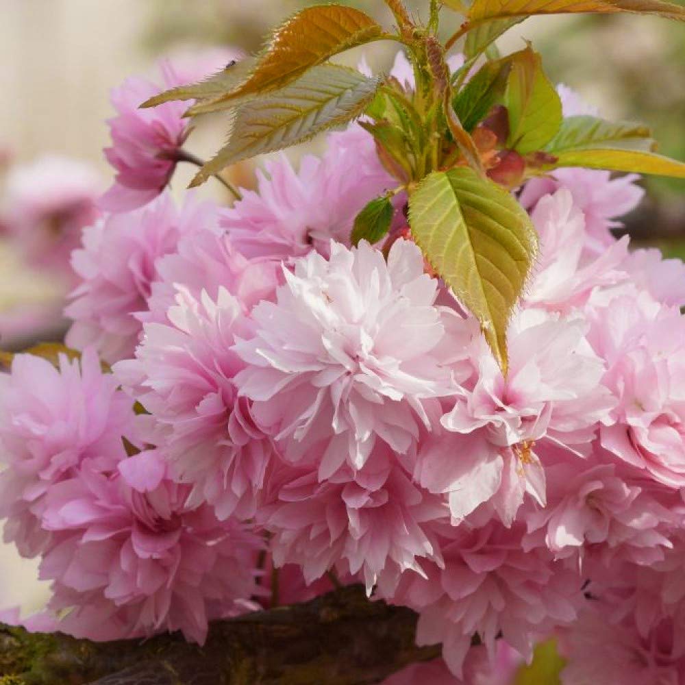 Prunus 'Kiku-Shidare Zakura' | Cheals Weeping Cherry | Garden Tree | 5-6ft product thumbnail 5