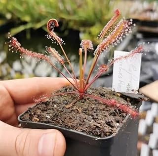 PHKO Shop - Drosera capensis "Red", Carnivorous Plant Sundew 25 Seeds