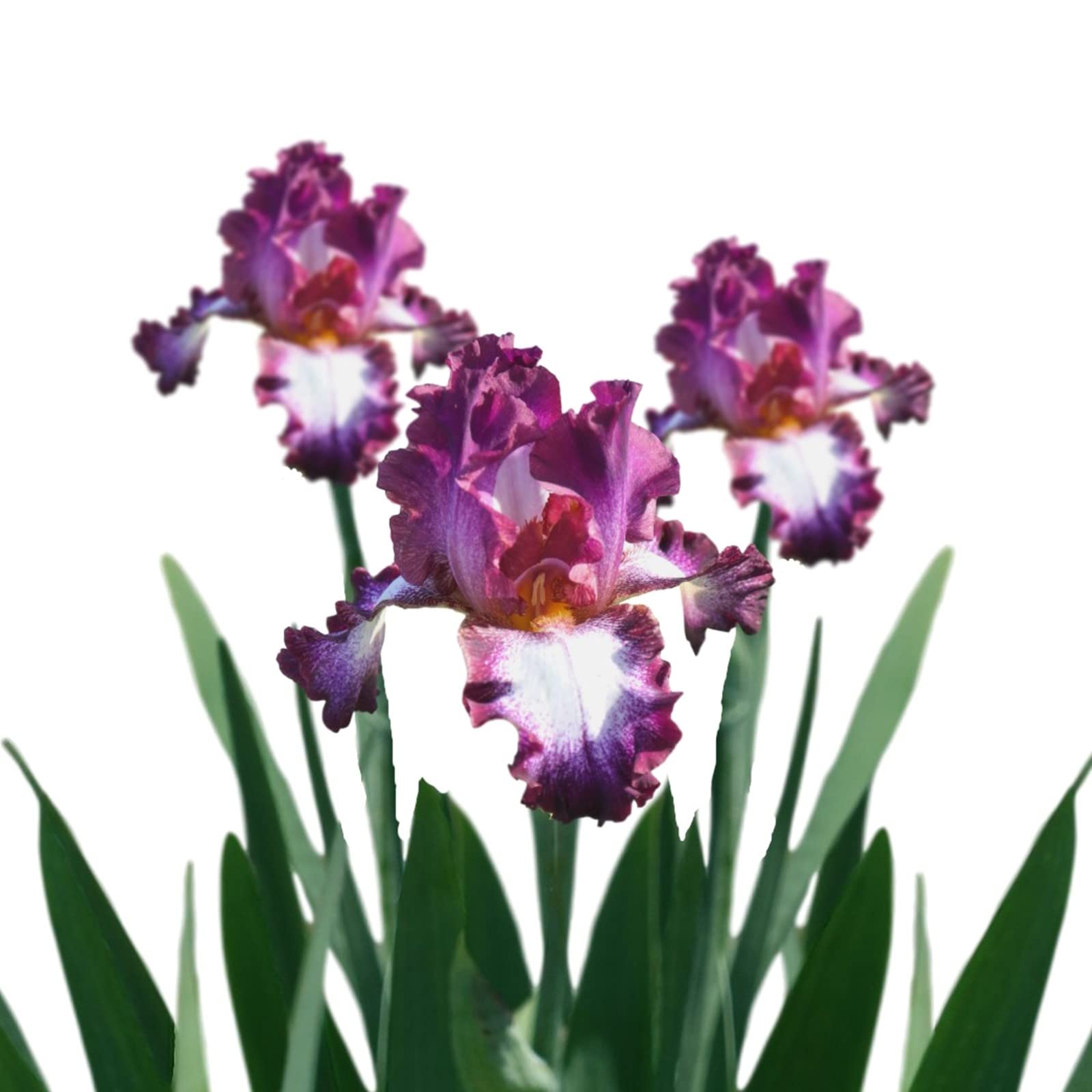 Easy to Grow Bearded Iris Tennison Ridge 3 Plant Bulbs - Purple & White Flowers Spring to Fall, Full Sun Low Maintenance Zones 3-10