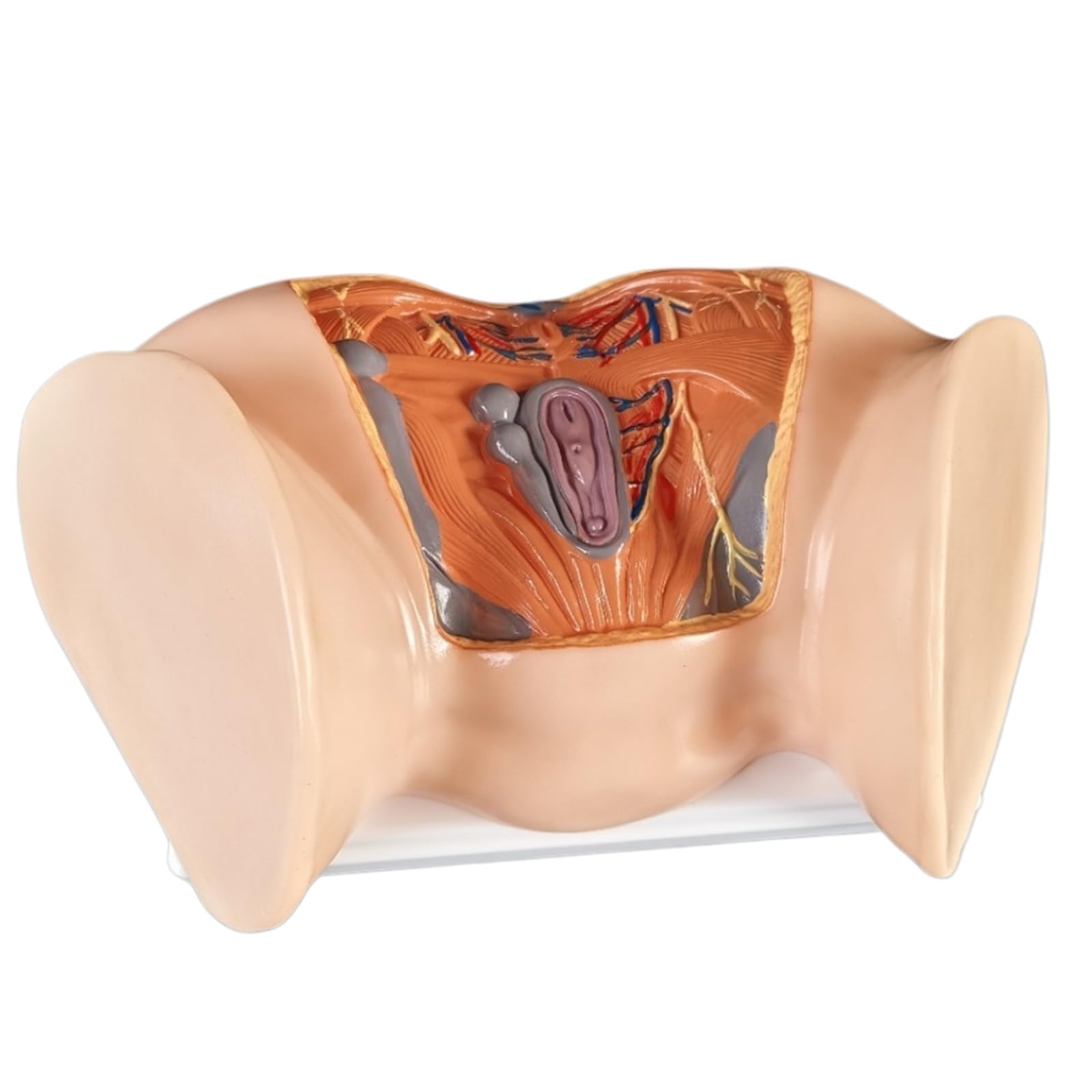 LKYLVEE Bladder Abdominal Model - Human Organ Anatomical Model Human Abdominal Cavity, Bladder and Prostate Model - for Study Teaching Display,Female Uterus