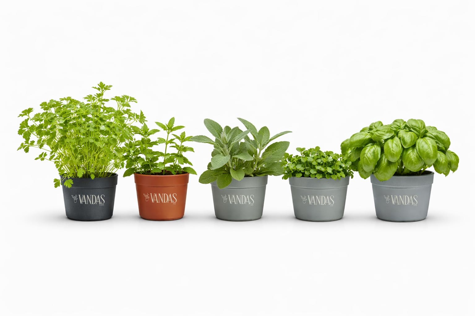 Vandas Set 5 Varietà di Piante Aromatiche in Vaso 14 cm Basilico Menta Prezzemolo Origano Salvia per Cucina Balcone e Giardino Made in Italy