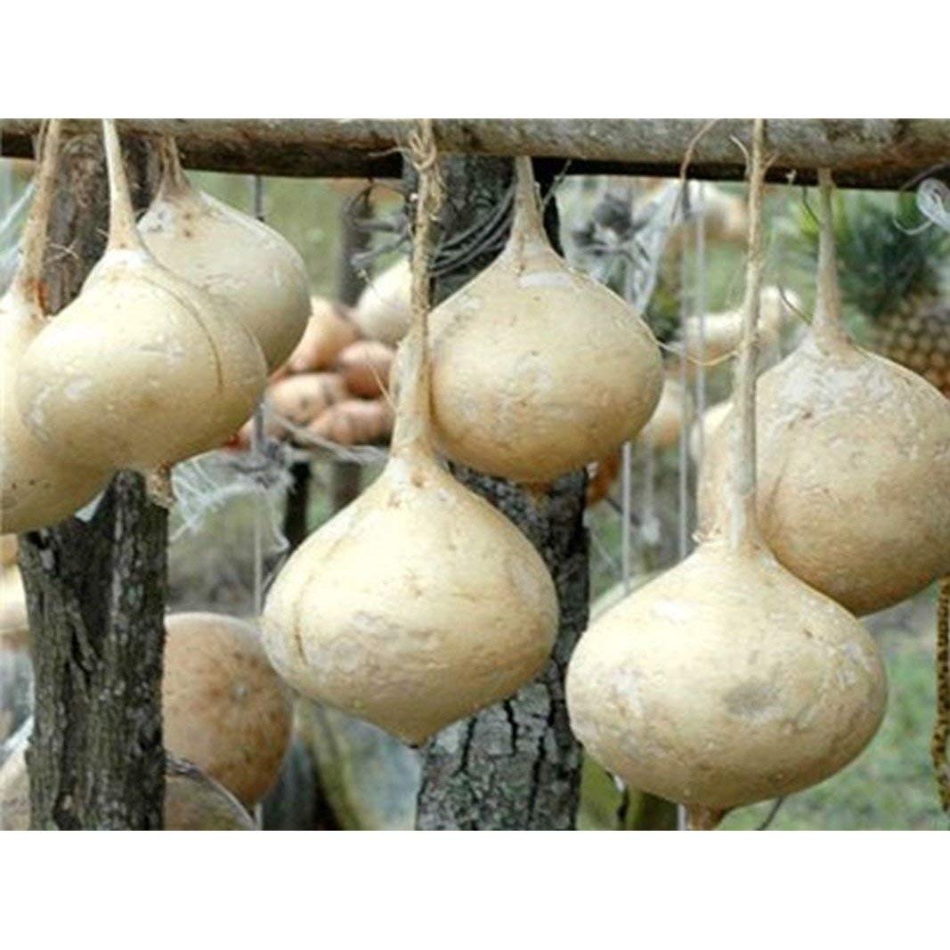Jicama Seeds - Mexican Potato - Sweet Turnip - A Delicate Sweetness and Crunch(5 - Seeds)