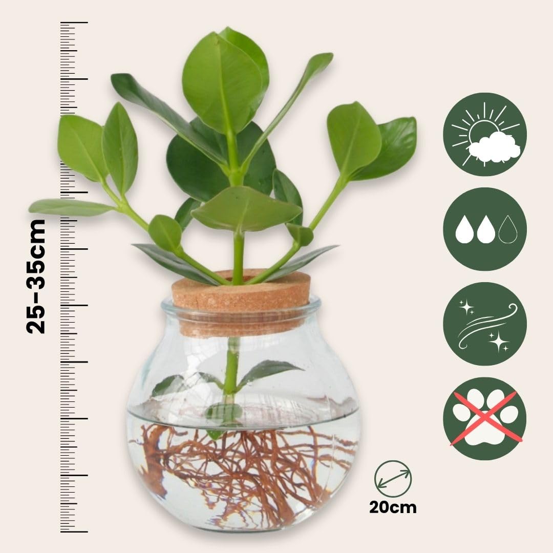 Plant in a Box - Plante cultivée dans l’eau - Mix de 2 - Clusia rosea, Monstera Adansonii - Hauteur 15-35cm - Pot 8cm et Pot 20cm - Plante en culture hydroponique - Vert