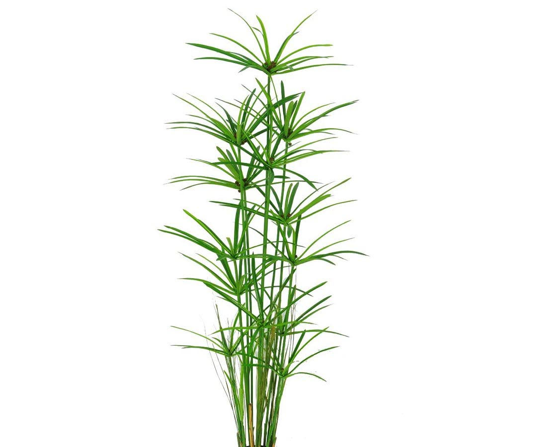 Amazon.de: Papyrus Cypern Gras Kunstpflanze mit 13 Stauden Hhe ca. 150cm -  Knstliches Zyperngras