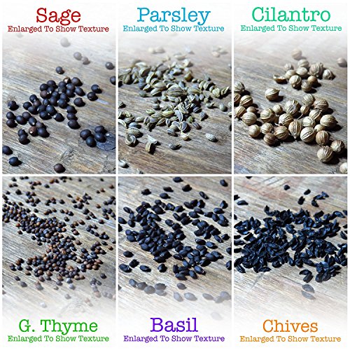 Seed Needs, Culinary Herb Seed Packet Collection (12 Individual Varieties Of Herb Seeds For Planting Indoors Or Outdoors) Heirloom, Non-Gmo, Untreated #TOP2