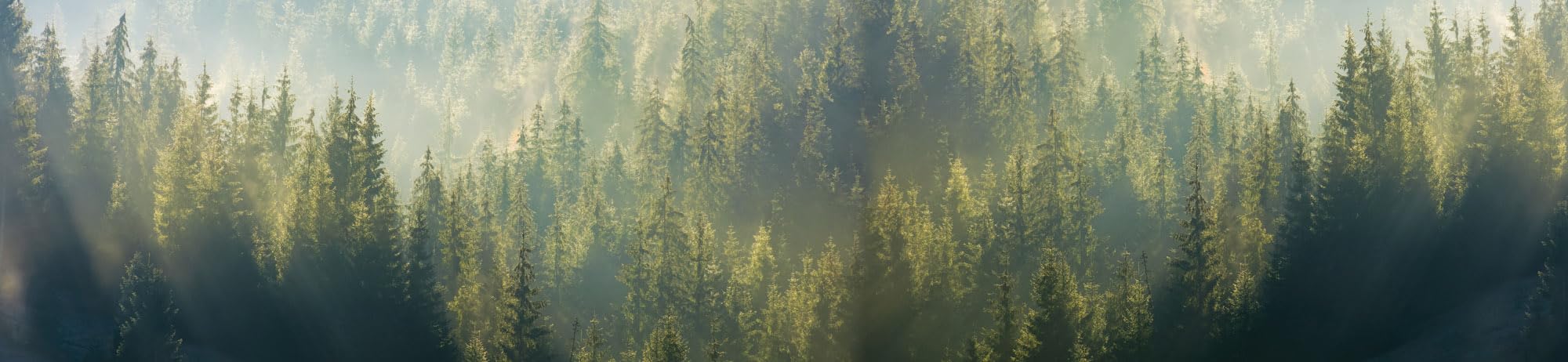 Dimex Küchenrückwand Folie Selbstklebend Nebel ÜBER DEM Wald 260 x 60 cm | Klebefolie - Dekofolie - Spritzschutz für Küche | Made in EU