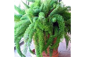 Asparagus Meyerii Foxtail Fern Seeds