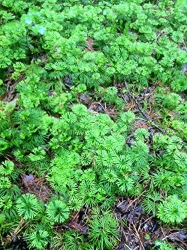 Landscape Ground Cedar Evergreen Ground Cover Fern 20 Feet Starter