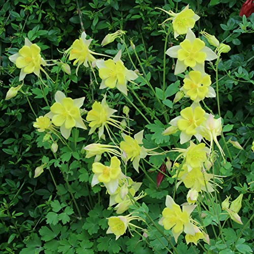 200 piezas llamativas Semillas de Columbine son adaptables sin necesidad de mucho cuidado para crear diferentes ambientes semillas de columbine es una gran opción para la decoración del hogar Cover