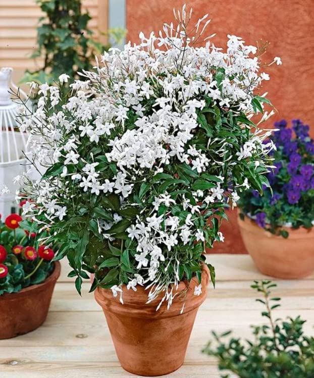 Image of Whirte Flower Chameli | Jasmine Plant with Pot | Fragrent Flowers| Gardens | for Home Garden (Chameli)