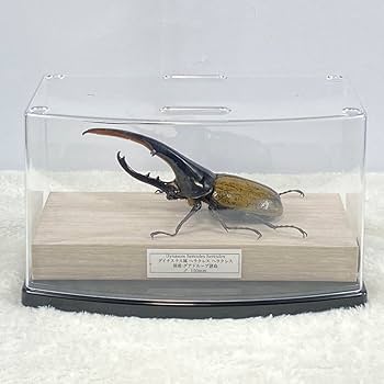 ヘラクレスオオカブト標本 (大型個体) Amazon.co.jp: 大型ヘラクレスオオカブト（ヘラクレス）の
