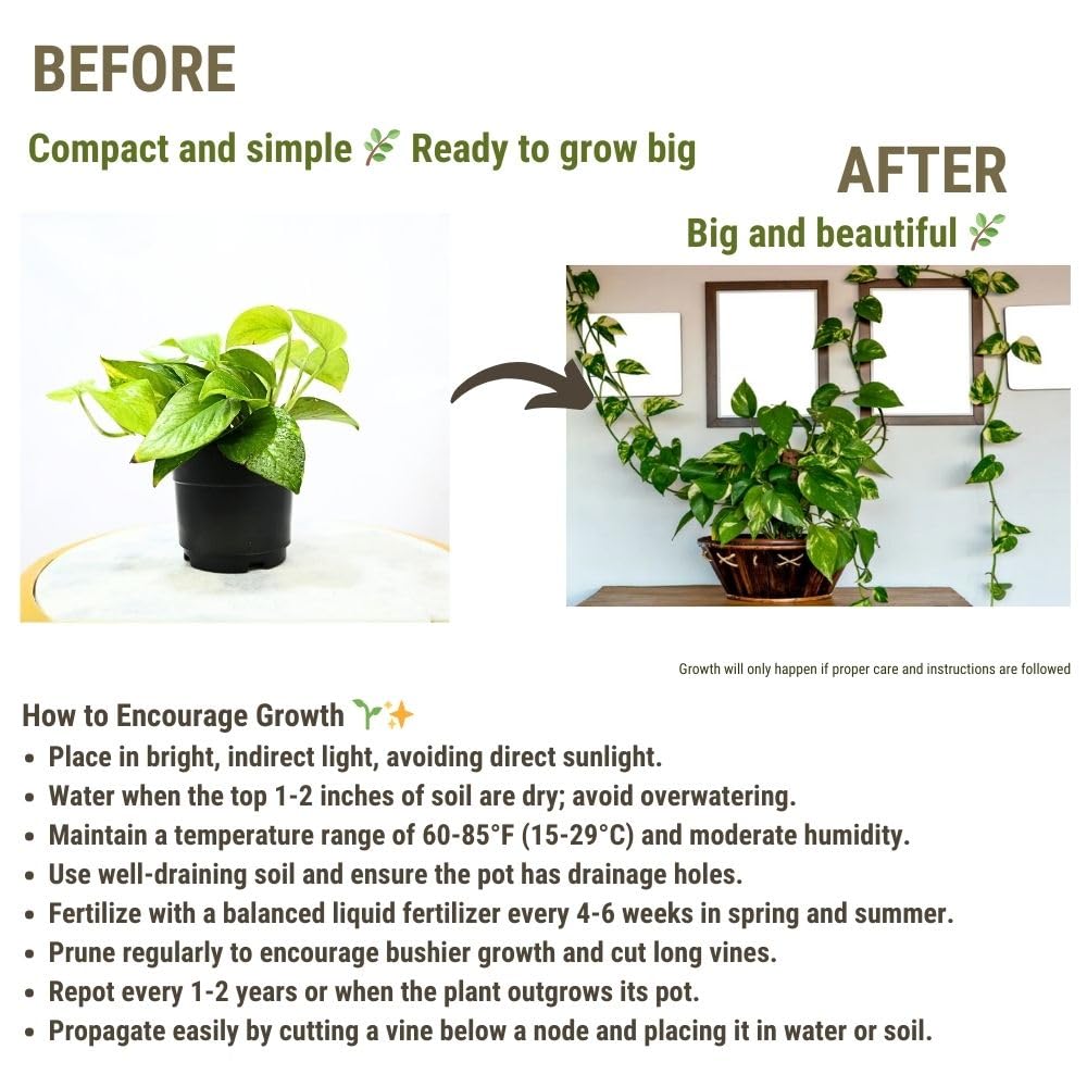 Nayra Money Plant - Green Indoor Plant with Pot -9 Nayra Money Plant - Green Indoor Plant with Pot -9