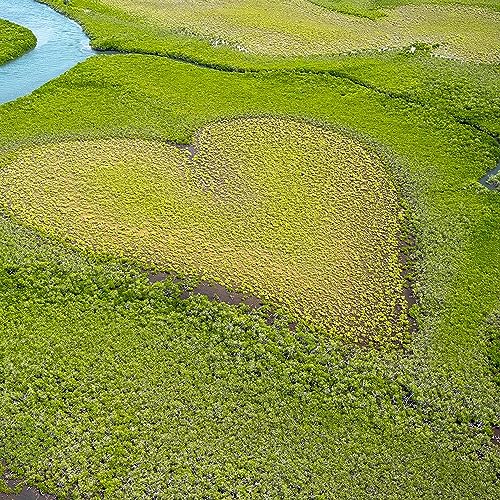 Green River