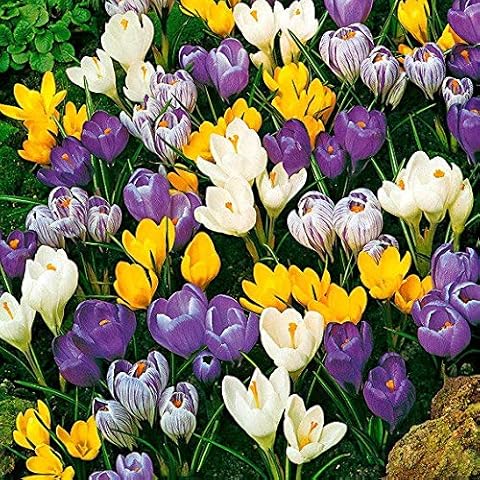 Ultrey Seed House - 50pcs Saffron Crocus Seeds Autumn Crocus Autumn Flowering Elven Crocus Garden Crocus Seeds for Wonderful Flower Carpets Cover