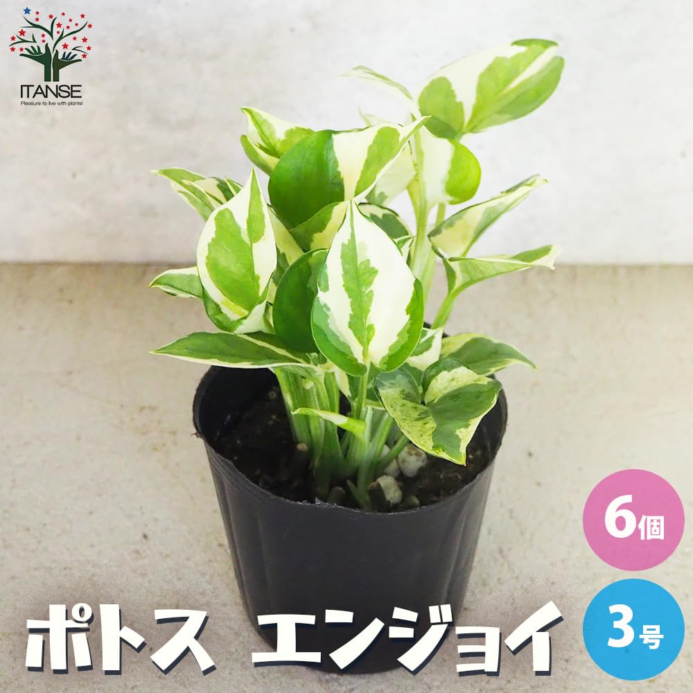 Amazon｜ITANSE ポトス エンジョイ 3号 6個セット 観葉植物
