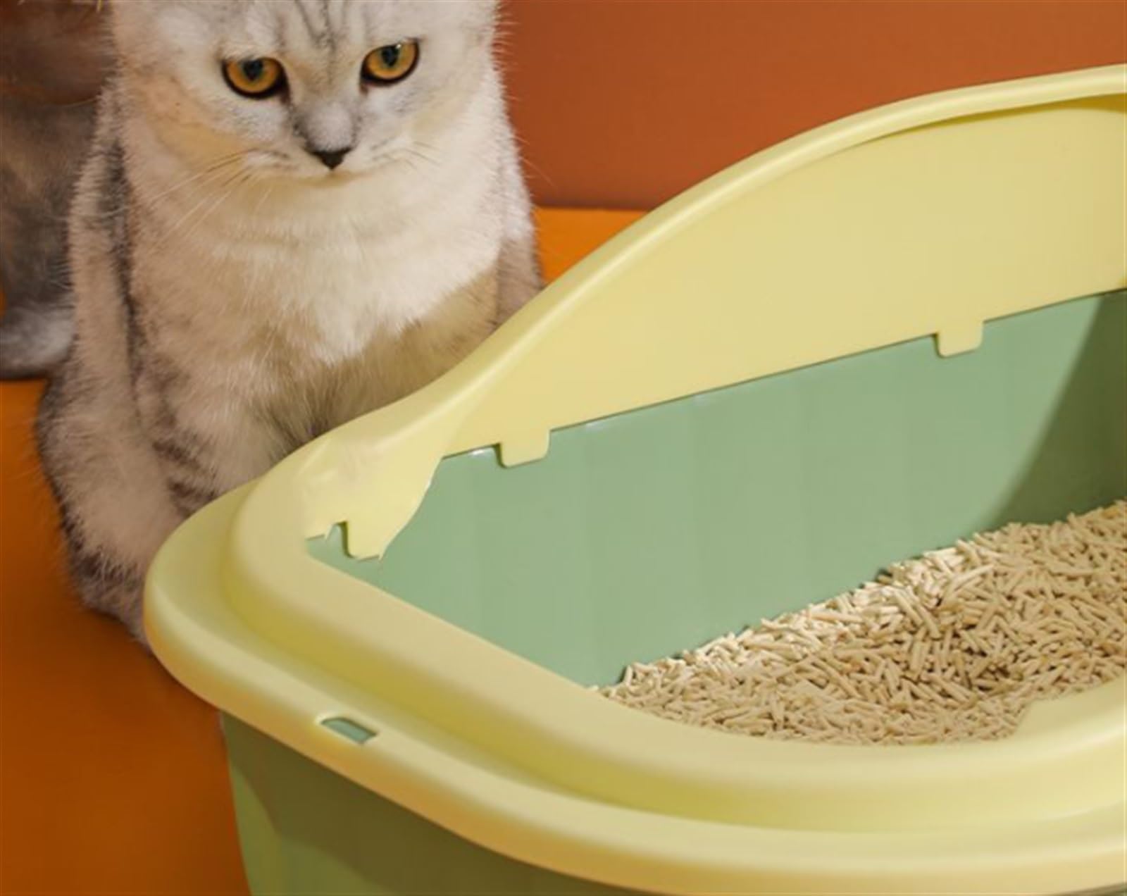 Kuwety dla Kotów LitterBox Otwarta Kuweta Dla Kota Z Wysokim Bokiem, Odporna Na Rozpryskiwanie Kuweta Dla Kotów, Toaleta Dla Kotów Z Szufelką Do Przesiewania Żwirku Bez Bałaganu(Purple)