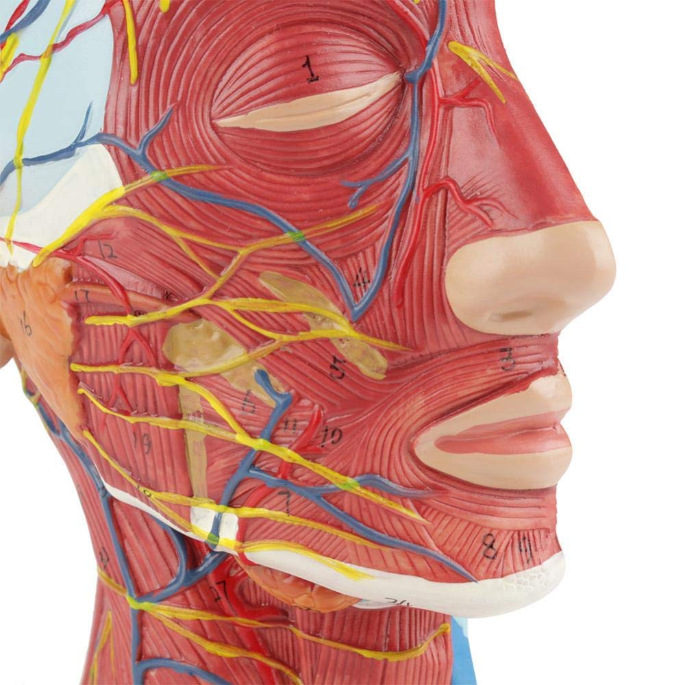 Modèle Anatomique Humain pour Moitié de Tête et Visage - Modèle Médical