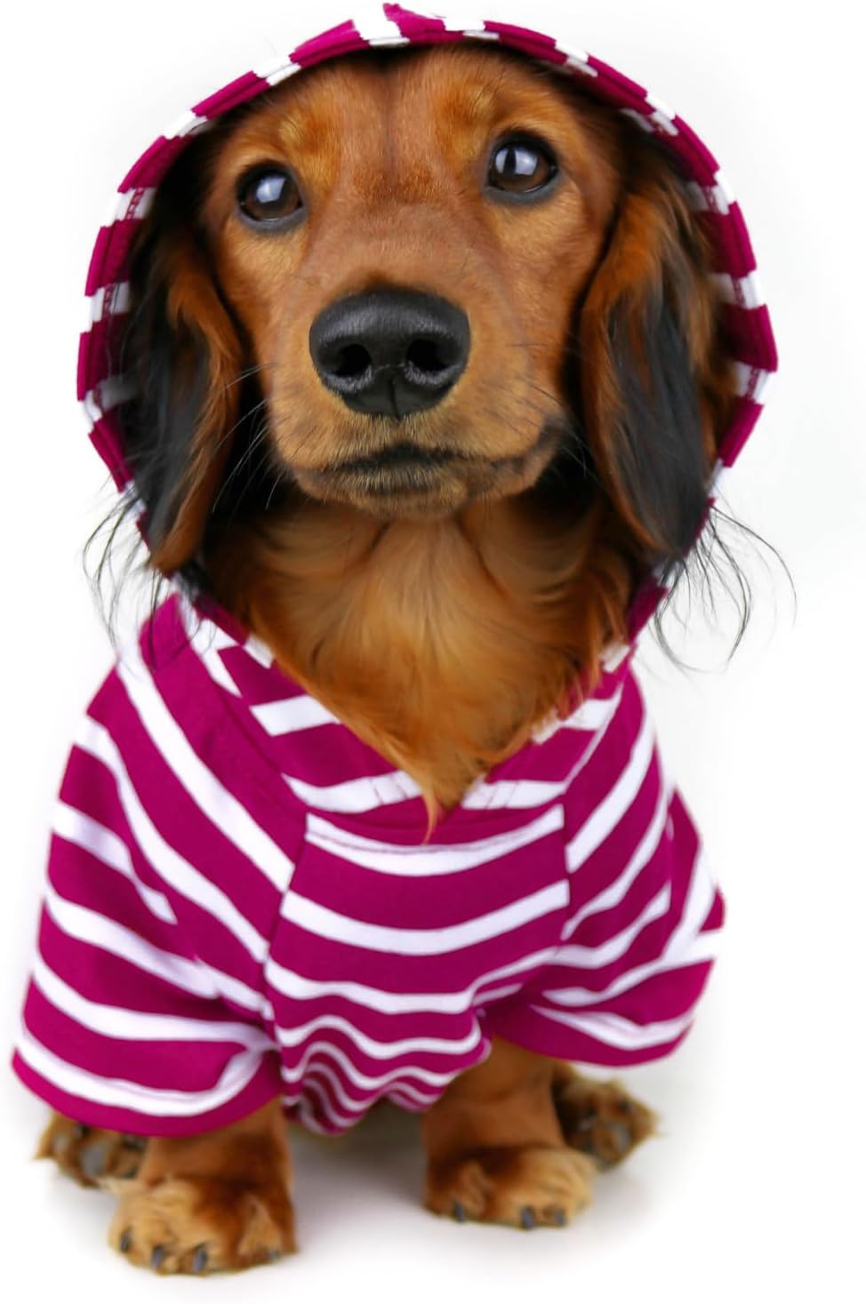 DJANGO Dog Hoodie – Warm, Lightweight, Soft & Stretchy Dog Sweater with Hood, Harness Hole & Elastic Waistband – Cozy Sweatshirt for Small Dogs up to 25 lbs, Dachshunds & Puppies – Boysenberry, Medium