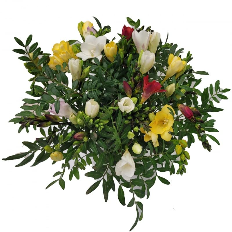vor Muttertag Freesien zum Geburtstag - bunter Strauß mit echten Blumen und Grußkarte - Frühling -