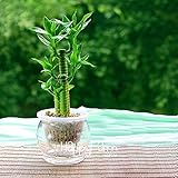 Loss Promotion!6 Kinds Lucky Bamboo Choose Potted Seeds Variety Complete Dracaena Seeds the Budding Rate 95%, 100 Seed
