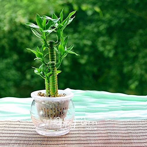Loss Promotion!6 Kinds Lucky Bamboo Choose Potted Seeds Variety Complete Dracaena Seeds the Budding Rate 95%, 100 Seed Loss Promotion!6 Kinds Lucky Bamboo Choose Potted Seeds Variety Complete Dracaena Seeds the Budding Rate 95%, 100 Seed