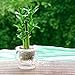Loss Promotion!6 Kinds Lucky Bamboo Choose Potted Seeds Variety Complete Dracaena Seeds the Budding Rate 95%, 100 Seed