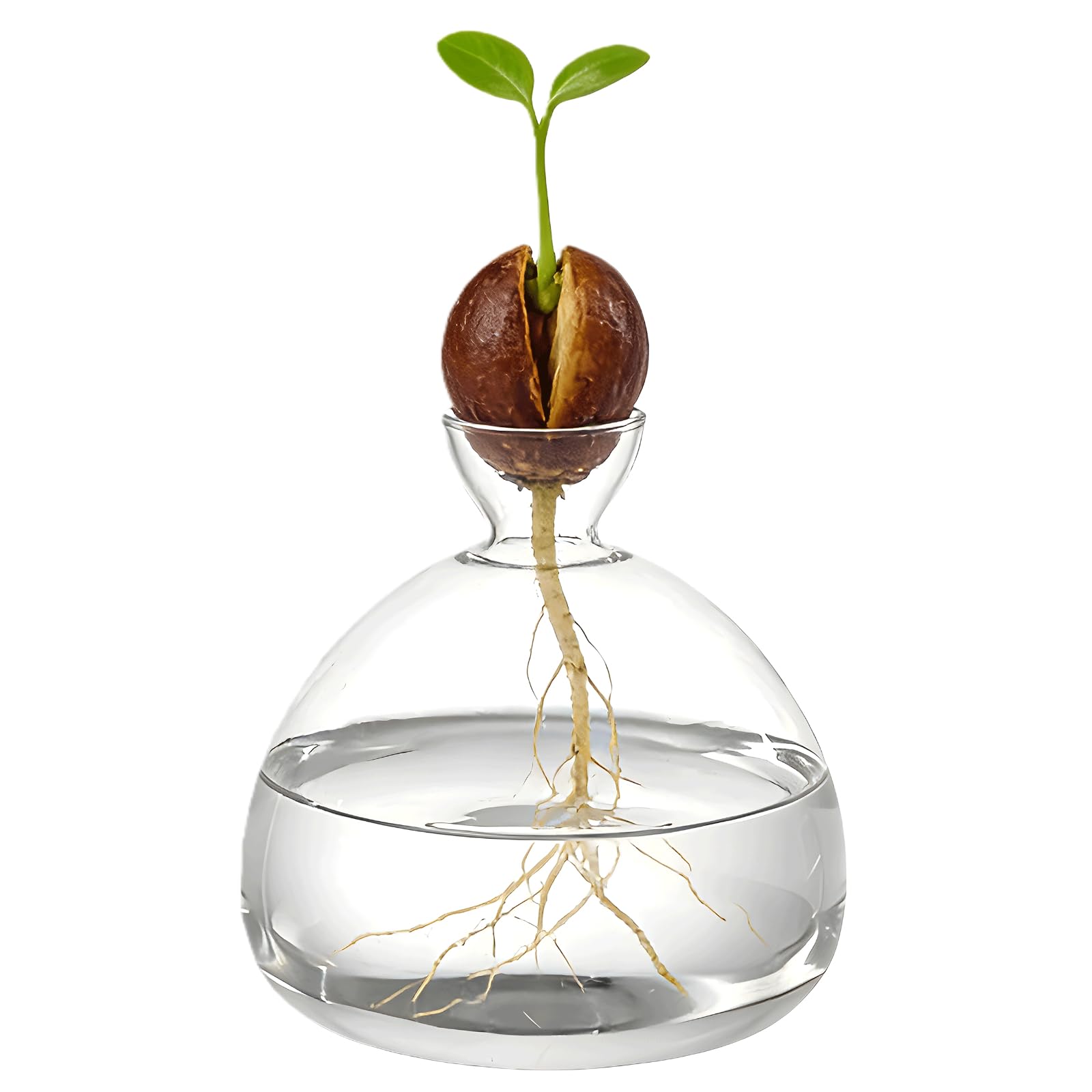 Varku Transparent Avocado Seed Vase, Glass Avocado Pit Starter Vase For Hydroponics, Watch Seeds Germinate And Roots Grow In This Planter, Unique Home Decor, 5.9 X 5.9 X 1.8 In
