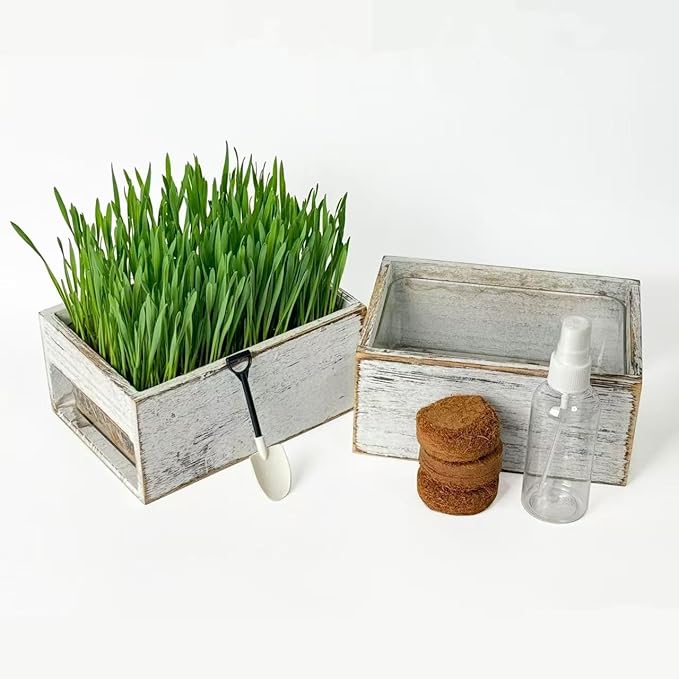 wooden cat grass planter (seedless), the organic cat grass set